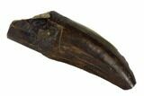 Serrated, Tyrannosaur Tooth - Judith River Formation #120469-1